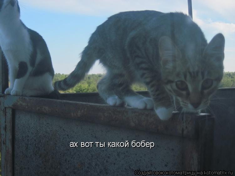 ах вот ты какой бобер... Котоматрица: ах вот ты какой бобер