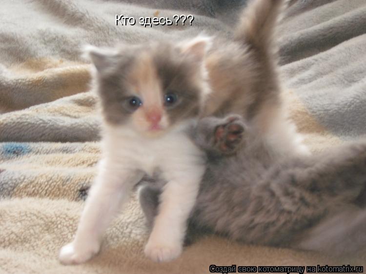 Кто здесь???... Котоматрица: Кто здесь???