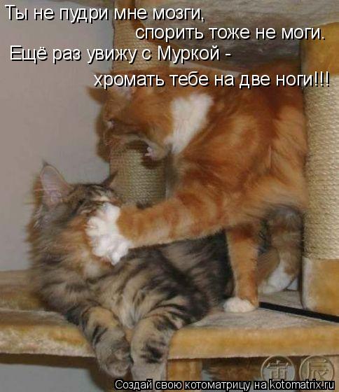 Ты не пудри мне мозги, спорить тоже не моги. Ещё раз увижу с Муркой - хромать тебе на две ноги!!!... Котоматрица: Ты не пудри мне мозги, спорить тоже не моги. Ещё раз увижу с Муркой - хромать тебе на две ноги!!!