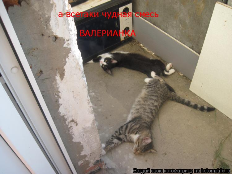 а всетаки чудная смесь ВАЛЕРИАНКА... Котоматрица: а всетаки чудная смесь ВАЛЕРИАНКА