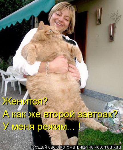 Женится? А как же второй завтрак? У меня режим... !... Котоматрица: Женится? А как же второй завтрак? У меня режим... !
