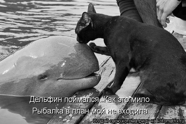 Рыбалка в план мой не входила Дельфин поймался. Как это мило... Котоматрица: Рыбалка в план мой не входила Дельфин поймался. Как это мило