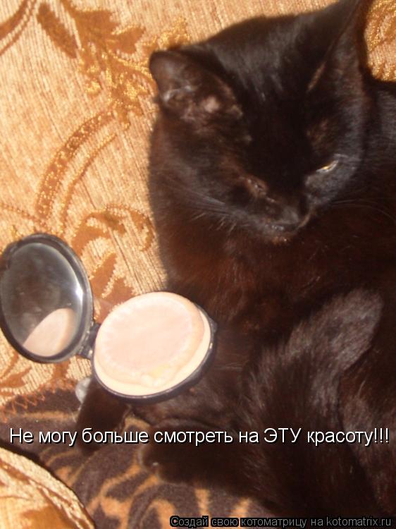 Не могу больше смотреть на ЭТУ красоту!!!... Котоматрица: Не могу больше смотреть на ЭТУ красоту!!!