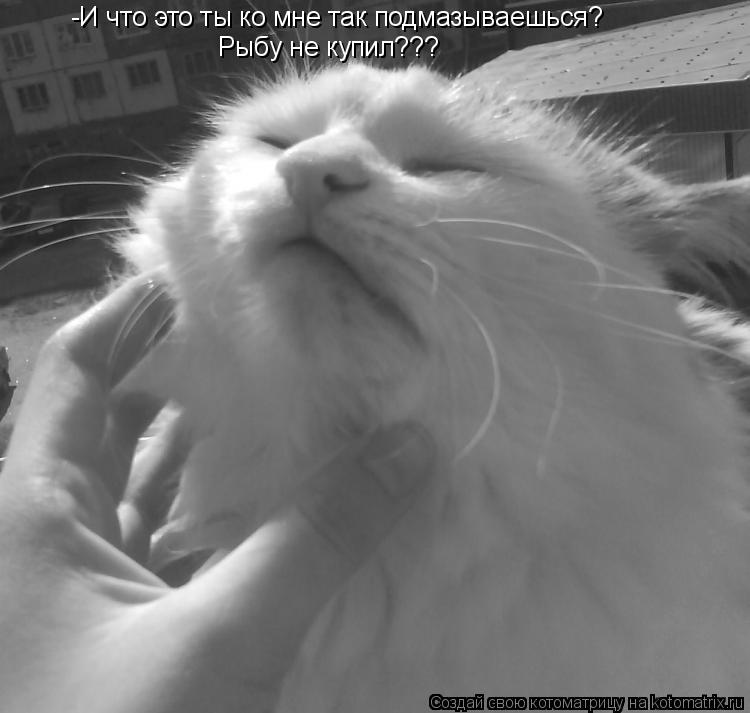-И что это ты ко мне так подмазываешься? Рыбу не купил???... Котоматрица: -И что это ты ко мне так подмазываешься? Рыбу не купил???