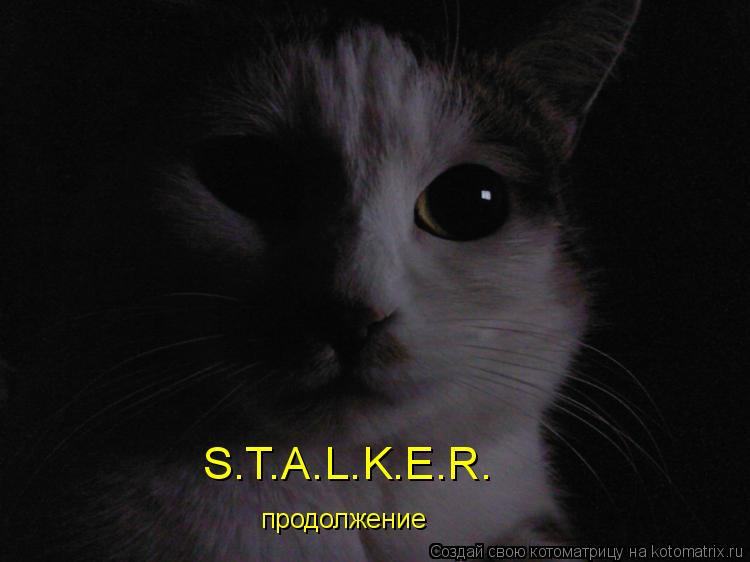 S.T.A.L.K.E.R. продолжение... Котоматрица: S.T.A.L.K.E.R. продолжение