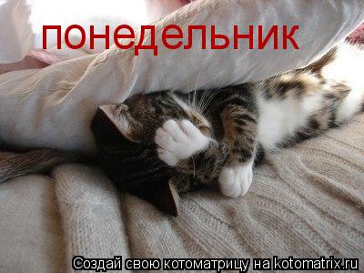 понедельник... Котоматрица: понедельник