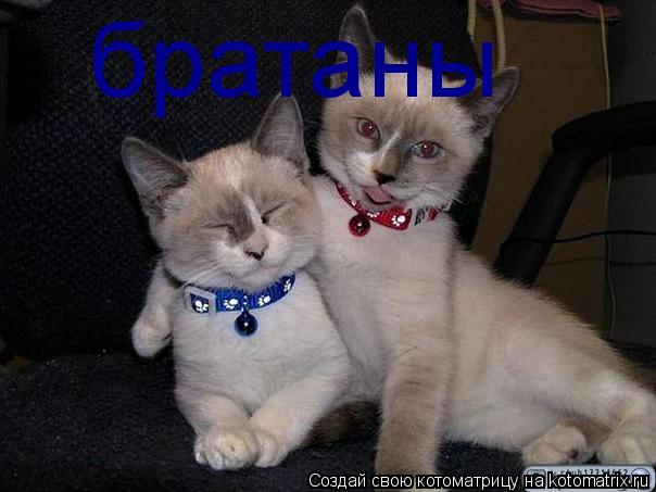 братаны... Котоматрица: братаны