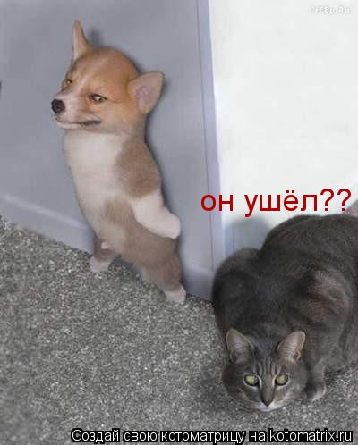 он ушёл??... Котоматрица: он ушёл??