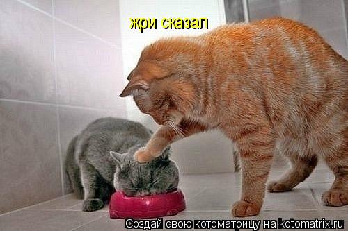жри сказал жри сказал... Котоматрица: жри сказал жри сказал