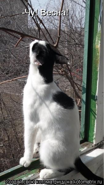 -Чу! Весна!... Котоматрица: -Чу! Весна!