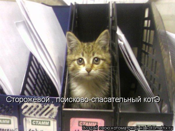 Сторожевой , поисково-спасательный котЭ... Котоматрица: Сторожевой , поисково-спасательный котЭ