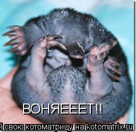 ВОНЯЕЕЕТ!!... Котоматрица: ВОНЯЕЕЕТ!!