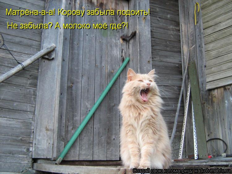 Матрёна-а-а! Корову забыла подоить! Не забыла? А молоко моё где?!... Котоматрица: Матрёна-а-а! Корову забыла подоить! Не забыла? А молоко моё где?!