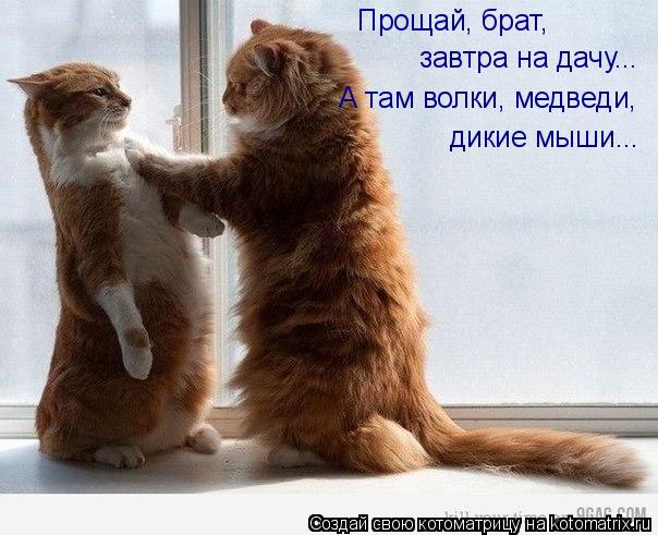 Прощай, брат, завтра на дачу... А там волки, медведи, дикие мыши...... Котоматрица: Прощай, брат, завтра на дачу... А там волки, медведи, дикие мыши...