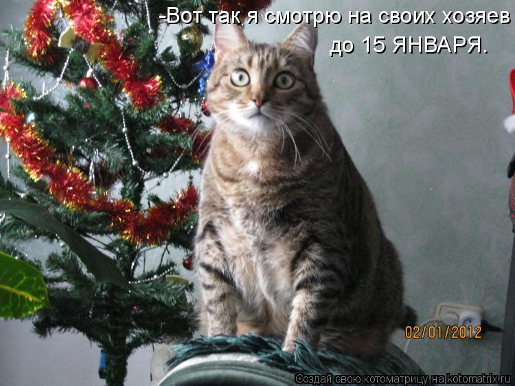 -Вот так я смотрю на своих хозяев до 15 ЯНВАРЯ.... Котоматрица: -Вот так я смотрю на своих хозяев до 15 ЯНВАРЯ.
