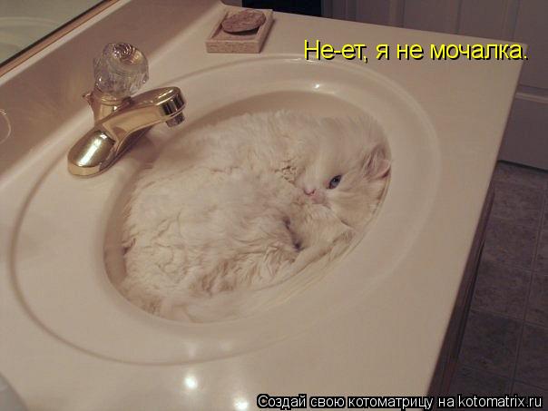 Котоматрица: Не-ет, я не мочалка.