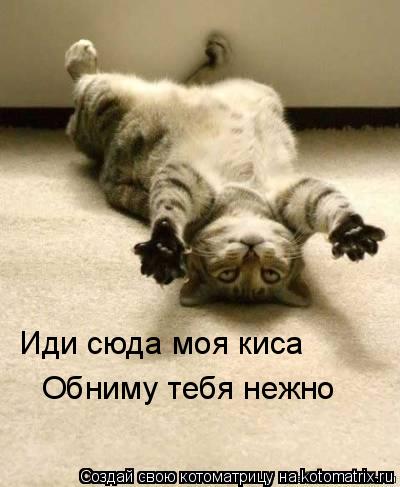 Котоматрица: Иди сюда моя киса Обниму тебя нежно