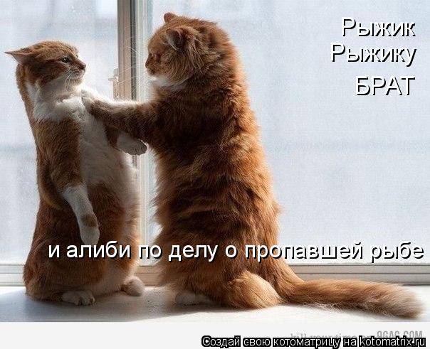 Котоматрица: Рыжик Рыжику БРАТ и алиби по делу о пропавшей рыбе