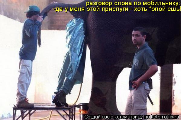 Котоматрица: разговор слона по мобильнику: -да у меня этой прислуги - хоть *опой ешь!