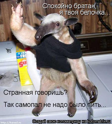 Котоматрица: Спокойно братан,  я твоя белочка... Странная говоришь? Так самопал не надо было пить...