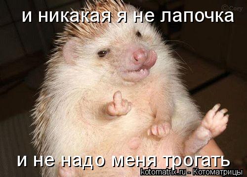 Котоматрица: и никакая я не лапочка и не надо меня трогать