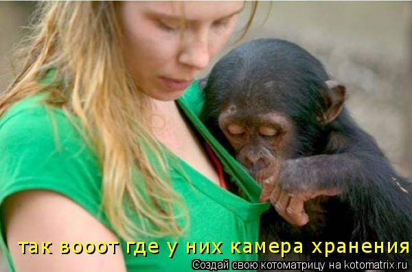 Котоматрица: так вооот где у них камера хранения