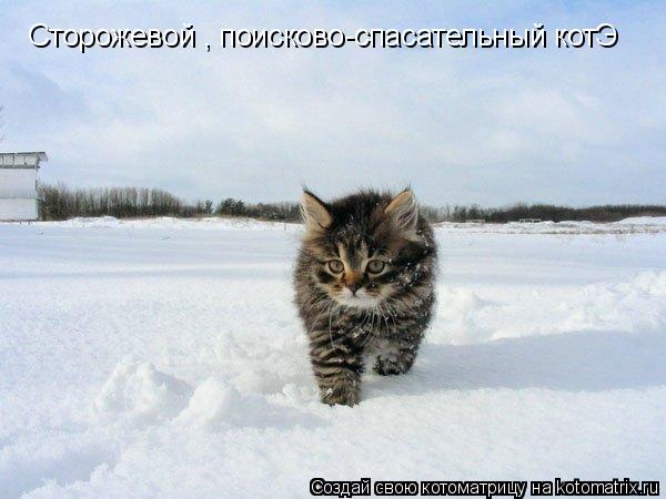Котоматрица: Сторожевой , поисково-спасательный котЭ
