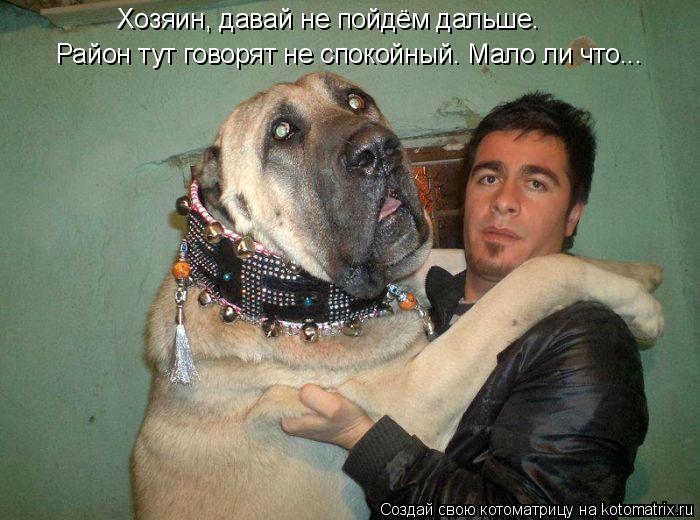 Котоматрица: Хозяин, давай не пойдём дальше. Район тут говорят не спокойный. Мало ли что...