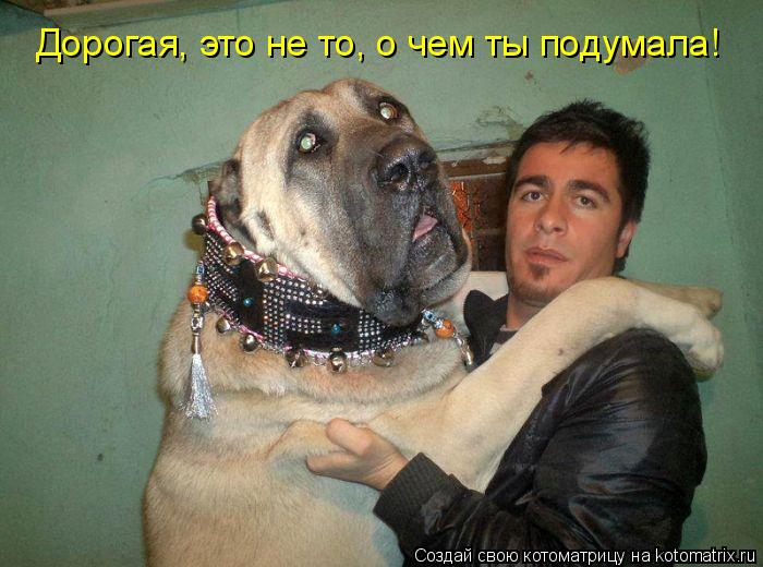 Котоматрица: Дорогая, это не то, о чем ты подумала!