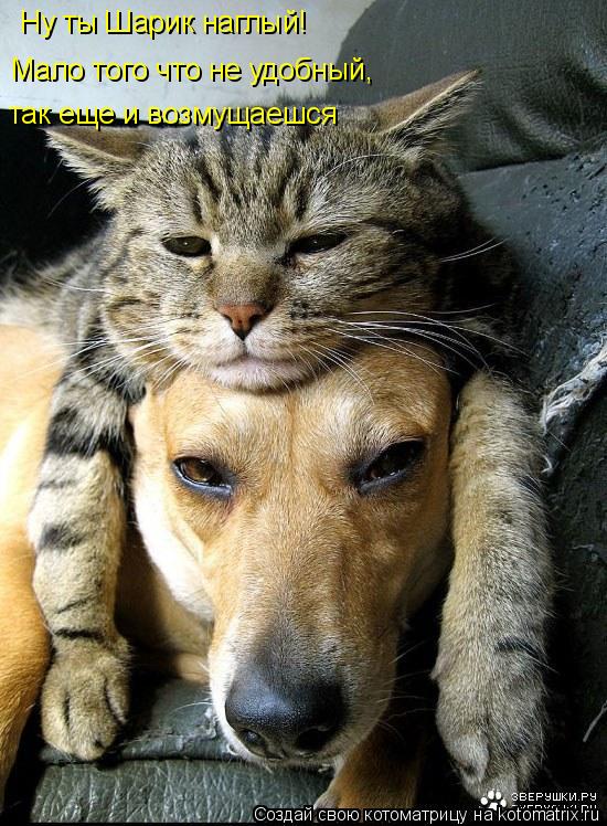 Ну ты Шарик наглый! Мало того что не удобный, так еще и возмущаешся... Котоматрица: Ну ты Шарик наглый! Мало того что не удобный, так еще и возмущаешся