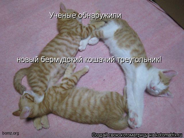 новый бермудский кошачий треугольник! Ученые обнаружили... Котоматрица: новый бермудский кошачий треугольник! Ученые обнаружили