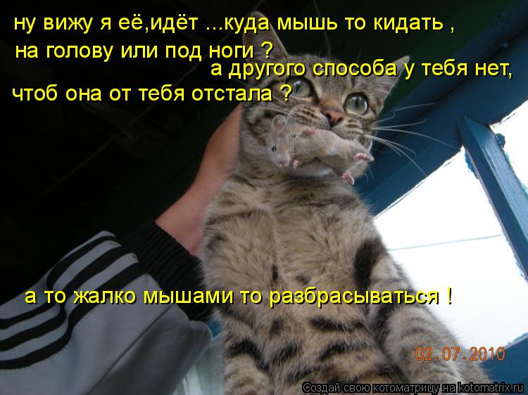 ну вижу я её,идёт ...куда мышь то кидать , на голову или под ноги ? а другого способа у тебя нет, что... Котоматрица: ну вижу я её,идёт ...куда мышь то кидать , на голову или под ноги ? а другого способа у тебя нет, чтоб она от тебя отстала ? а то жалко мышами то