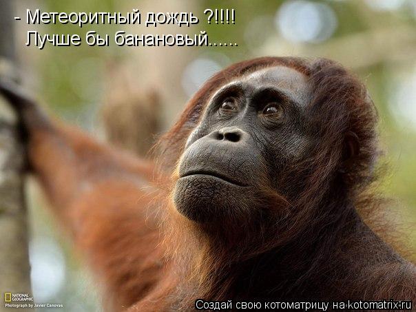 - Метеоритный дождь ?!!!! Лучше бы банановый......... Котоматрица: - Метеоритный дождь ?!!!! Лучше бы банановый......