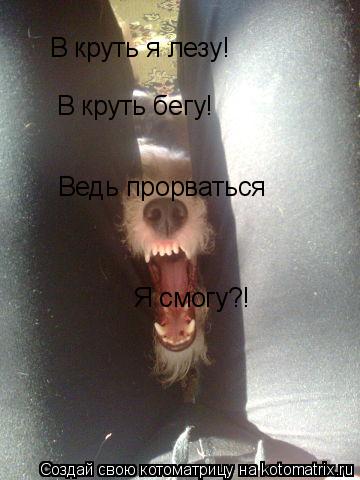 В круть я лезу! В круть бегу! Ведь прорваться Я смогу?!... Котоматрица: В круть я лезу! В круть бегу! Ведь прорваться Я смогу?!