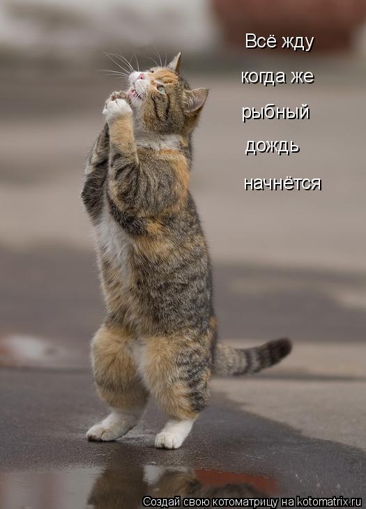 Всё жду когда же рыбный дождь начнётся... Котоматрица: Всё жду когда же рыбный дождь начнётся
