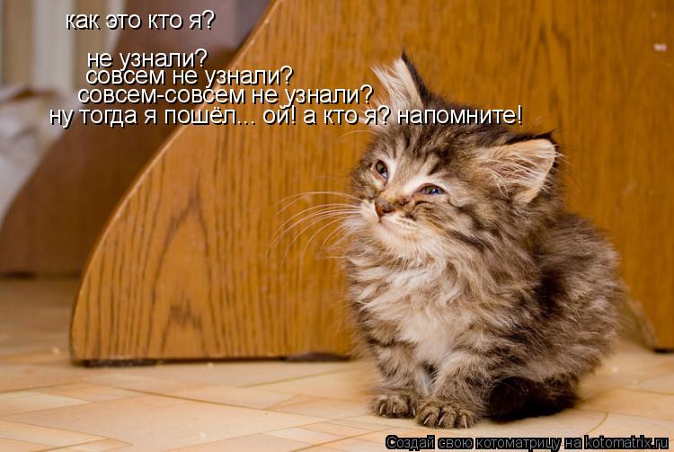 Котоматрица: не узнали? совсем не узнали? совсем-совсем не узнали? как это кто я? ну тогда я пошёл... ой! а кто я? напомните!
