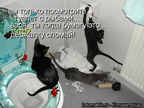 Котоматрица: вы только посмотрите...   туалет с рыбами... вася, ты когда бумагу это... -что? держалку сломай!