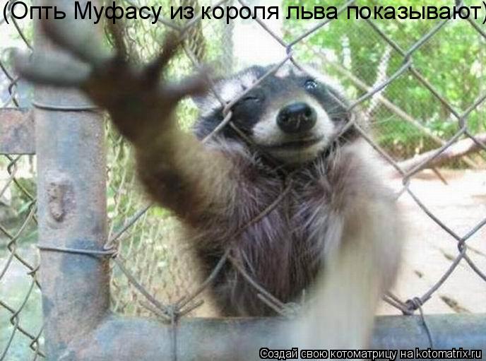 Котоматрица: (Опть Муфасу из короля льва показывают)