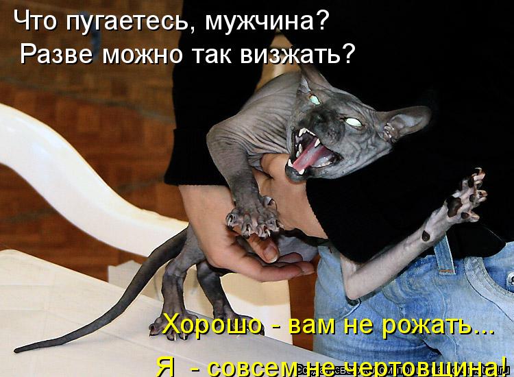 Котоматрица: Что пугаетесь, мужчина?  Разве можно так визжать?  Хорошо - вам не рожать... Я  - совсем не чертовщина!