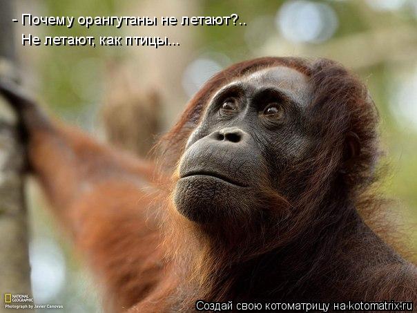 Котоматрица: - Почему орангутаны не летают?.. Не летают, как птицы...