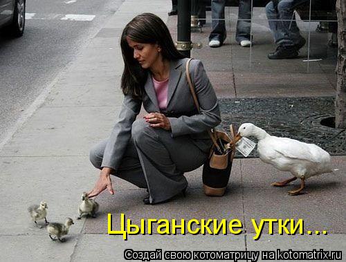 Котоматрица: Цыганские утки...