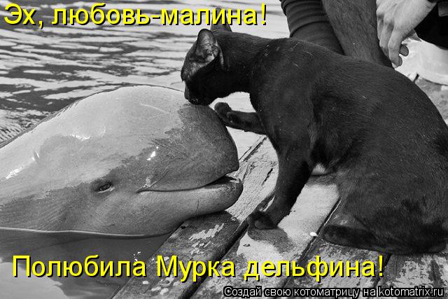 Эх, любовь-малина! Полюбила Мурка дельфина!... Котоматрица: Эх, любовь-малина! Полюбила Мурка дельфина!