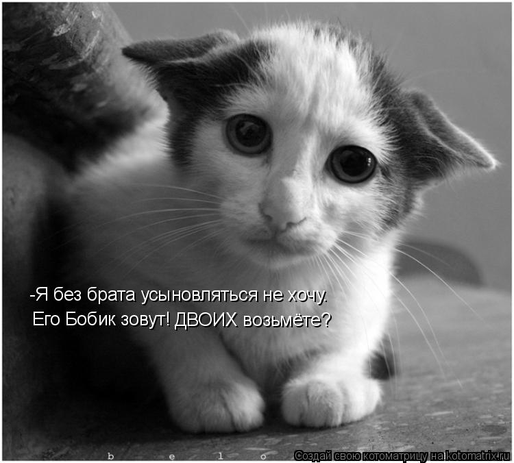 -Я без брата усыновляться не хочу. Его Бобик зовут! ДВОИХ возьмёте?... Котоматрица: -Я без брата усыновляться не хочу. Его Бобик зовут! ДВОИХ возьмёте?