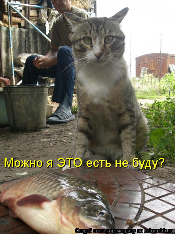 Можно я ЭТО есть не буду?... Котоматрица: Можно я ЭТО есть не буду?