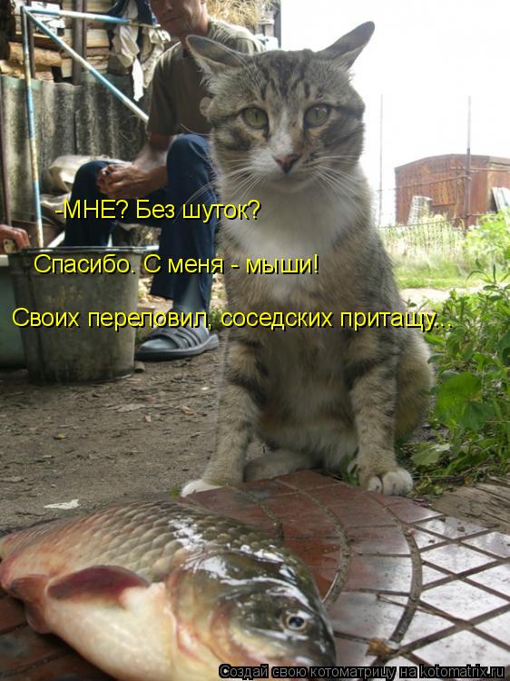 -МНЕ? Без шуток? Спасибо. С меня - мыши! Своих переловил, соседских притащу...... Котоматрица: -МНЕ? Без шуток? Спасибо. С меня - мыши! Своих переловил, соседских притащу...