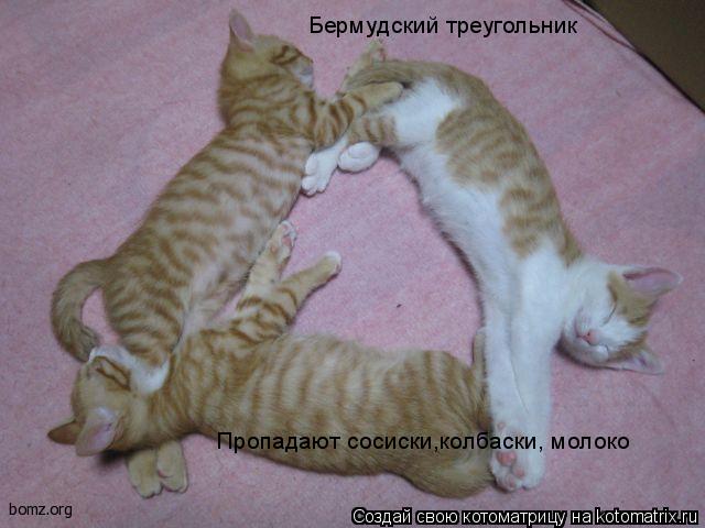 Бермудский треугольник Пропадают сосиски,колбаски, молоко... Котоматрица: Бермудский треугольник Пропадают сосиски,колбаски, молоко