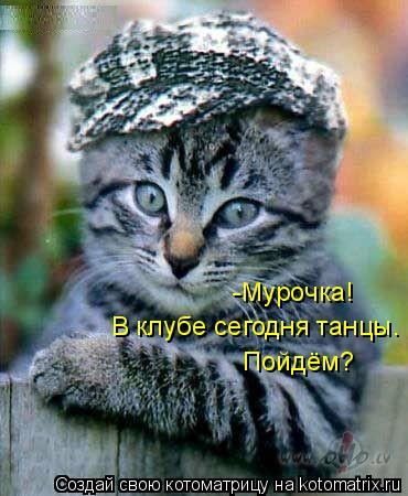 -Мурочка! В клубе сегодня танцы. Пойдём?... Котоматрица: -Мурочка! В клубе сегодня танцы. Пойдём?