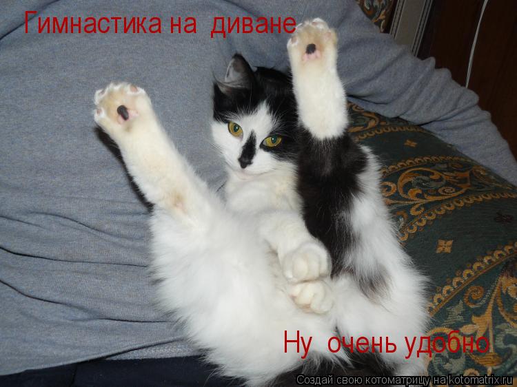 Гимнастика на диване Ну очень удобно... Котоматрица: Гимнастика на диване Ну очень удобно