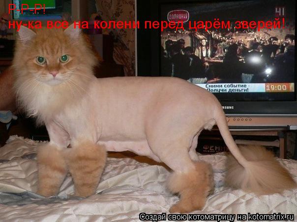 Р-Р-Р! ну-ка все на колени перед царём зверей!... Котоматрица: Р-Р-Р! ну-ка все на колени перед царём зверей!