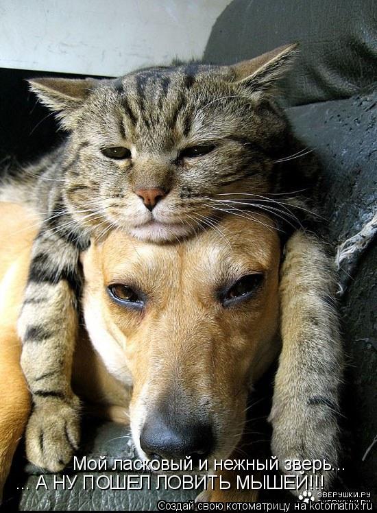 Мой ласковый и нежный зверь... ... А НУ ПОШЕЛ ЛОВИТЬ МЫШЕЙ!!!... Котоматрица: Мой ласковый и нежный зверь... ... А НУ ПОШЕЛ ЛОВИТЬ МЫШЕЙ!!!